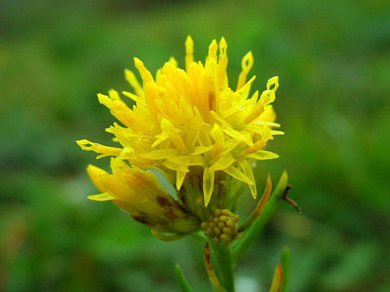 Galatella linosyris (=Aster linosyris) / Spilli d''oro